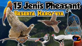 Jenis Jenis Ayam Hias Pheasant yang Wajib Kamu Tahu - Dari Warna hingga Harga