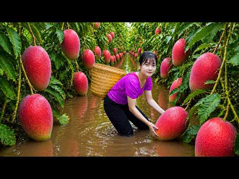Ly Trieu Ca: Harvesting giant sweet mangoes | Bustling and lively village market