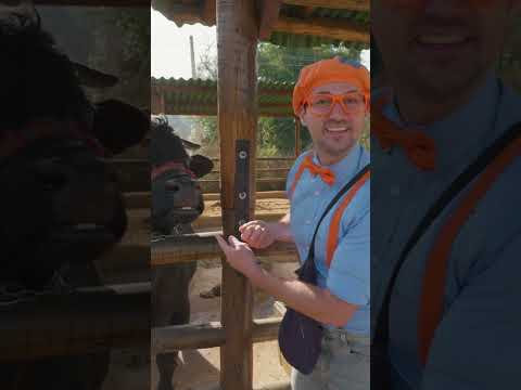 Blippi Feeds a Giant Bull! #shorts #blippi #blippishorts
