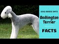 Bedlington Terrier dog breed. All breed characteristics and facts about Bedlington Terrier