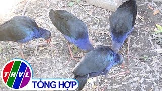 THVL | Triển vọng từ mô hình nuôi trích cồ sinh sản tại Đồng Tháp