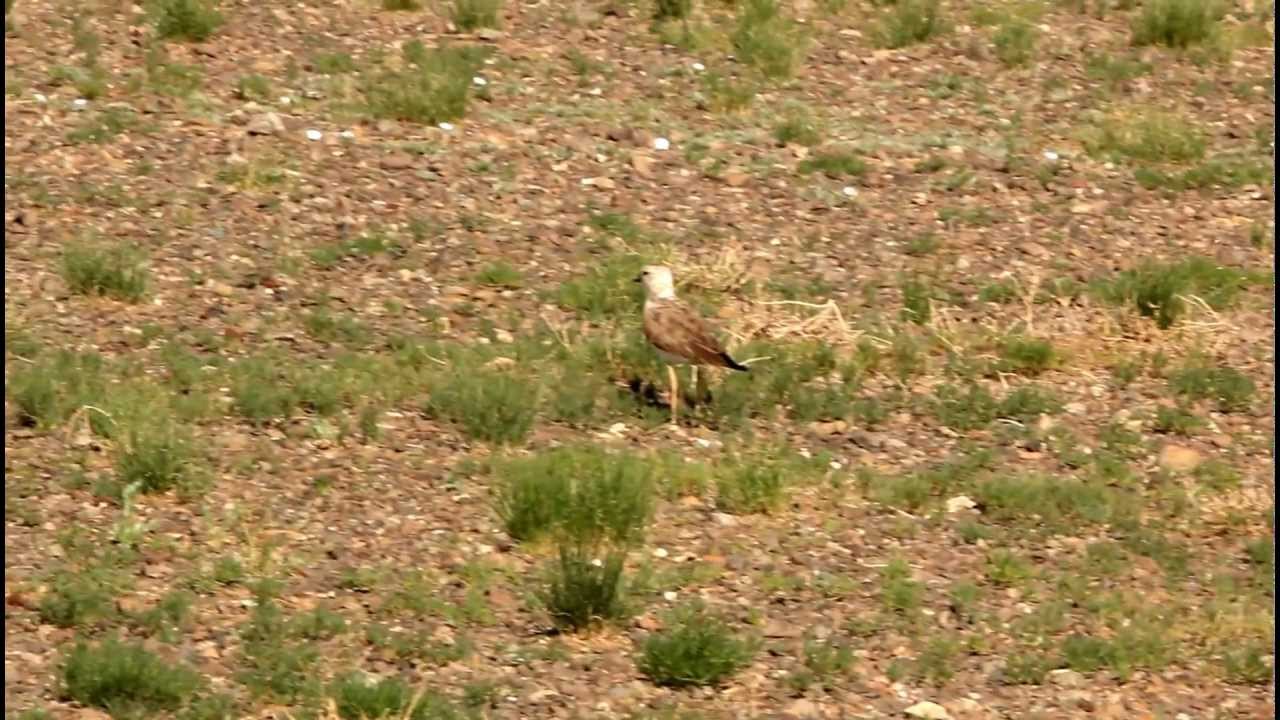 Oriental Plover in the Gobi 