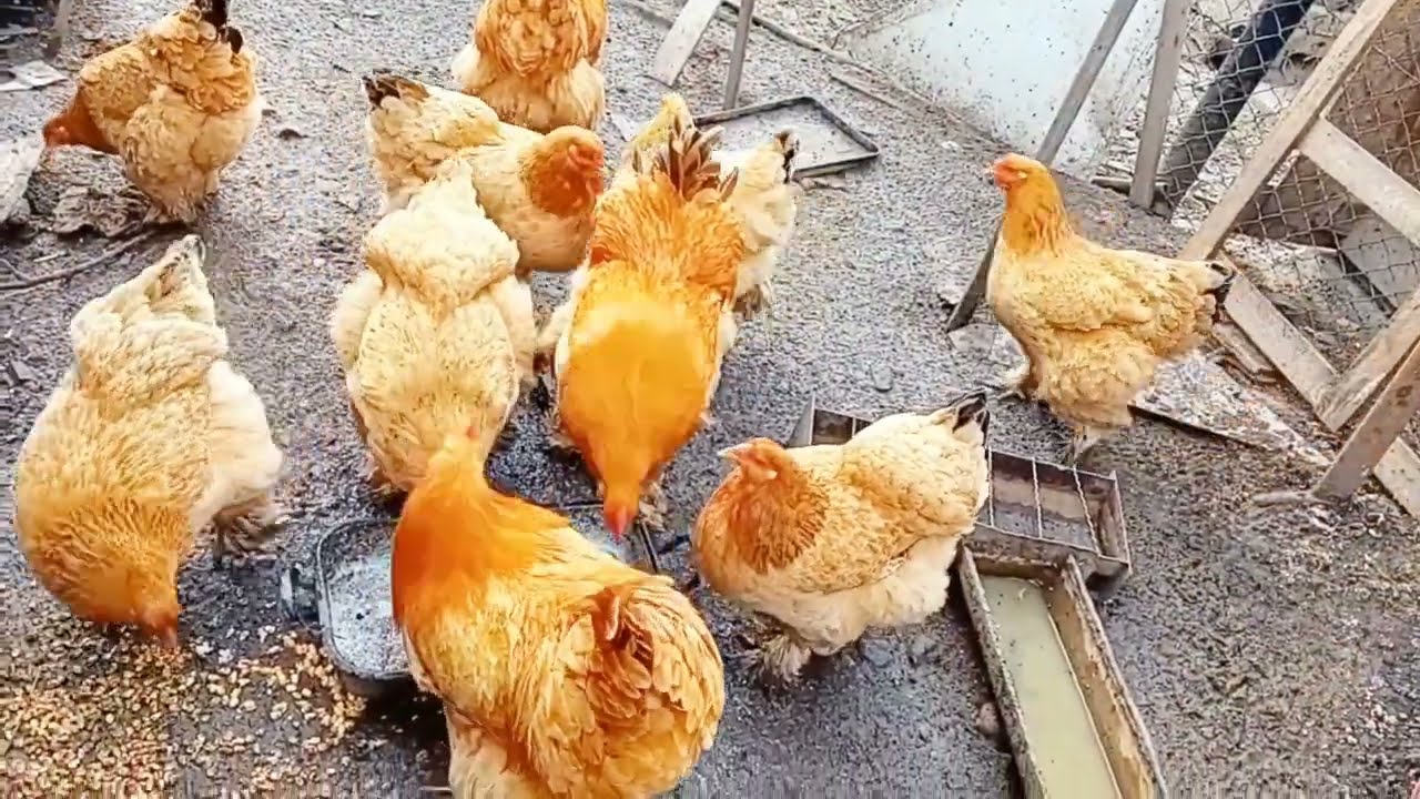 Golden buff Cochin || buff heavy Cochin chickens 🥰