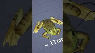 Size Comparison Of Every Creature In Our Indie Game