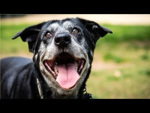 Vidéo: 12 façons de gâter votre chien senior en cette période des fêtes