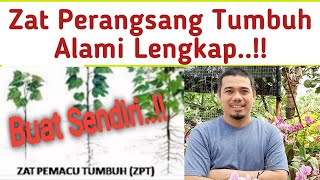 Cara mudah membuat ZPT, Zat Perangsang Tumbuh, Hormon perangsang Tumbuh, Organik, Murah dan mudah..!