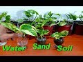 15+ Why Money Plant Grow In Water