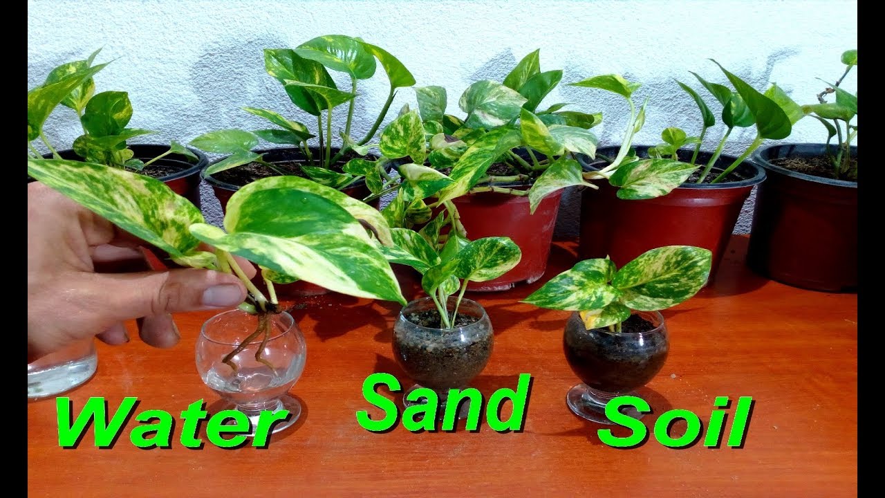 how to make money plant grow in water