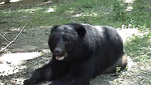Don't be afraid of a big, black bear