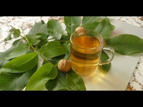 Листья грецкого ореха природное снадобье, которое самое время заготовить впрок