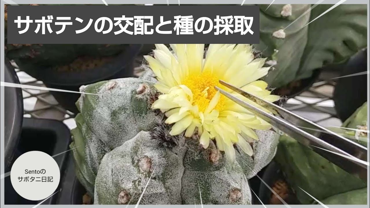 サボテンの交配【ランポーを受粉して種をとる】Cactii pollination