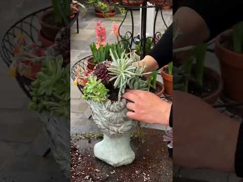 Video: Sällskapsväxter för suckulenter – plantering med suckulenter i trädgårdar