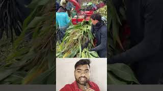 मक्का की खुशी
