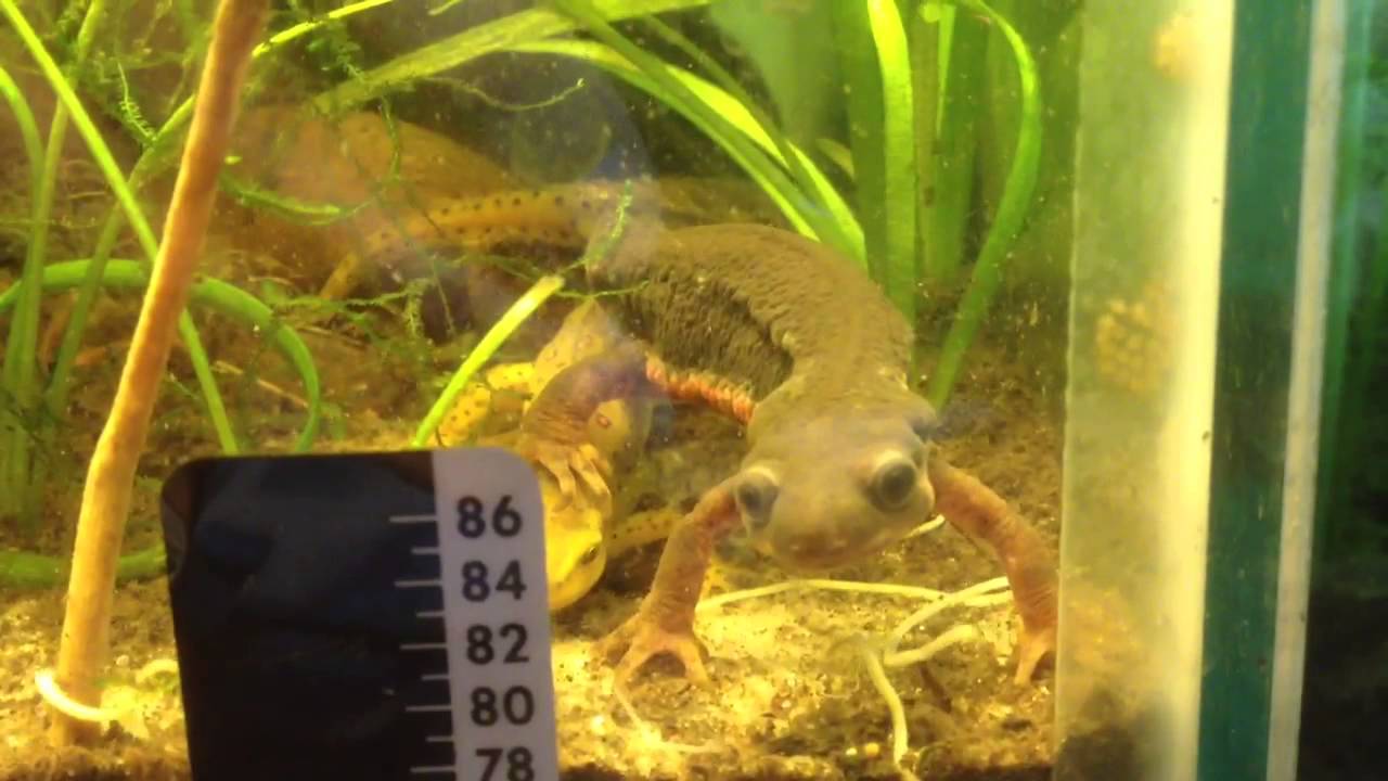 video phone beyonce mp3 Newts Eating White Worms