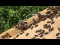 Соединение роев пчёл в природе.
