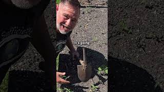 What Happens to Buried Fish Waste After 4 Months in the Garden?