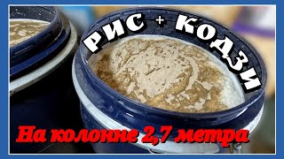 видео: Рисовая водка двумя способами. Дистиллят или ректификат. Ставим рисовую брагу, перегоняем, пробуем картинка: Рисовая водка двумя способами. Дистиллят или ректификат. Ставим рисовую брагу, перегоняем, пробуем