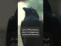 کینه کلاغ ها کینه کلاغ ها