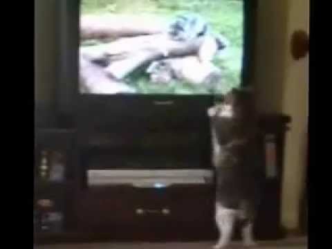 Marlo's 3 Cats Watching "Mewvies"