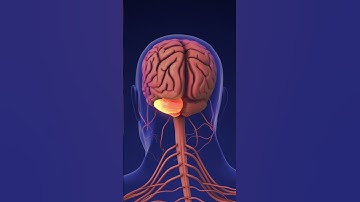 THE BRAIN SYSTEM #5 How the BRAIN Coordinate VOLUNTARY and INVOLUNTARY Movements #short