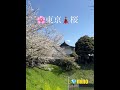 🌸 동경의 벚꽃 거리 東京🗼桜 도쿄사쿠라 202504 #일본생활 #동경벚꽃 #동경벚꽃거리 #도쿄사쿠라 #동경벚꽃추천 #일본생활 #한일문화 #도쿄여행