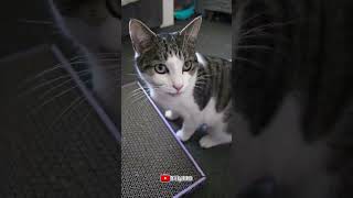 Cat Nip Time 🐱❤️ #cat