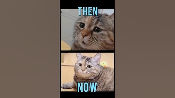 Famous Cats memes(Then vs Now) #meme #memes #nostalgia #catmemes