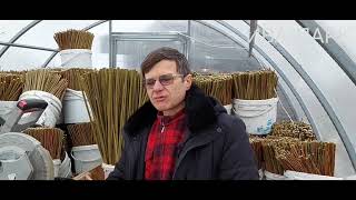 картинка: СДВОЕННЫЕ ЧЕРЕНКИ ИВЫ.