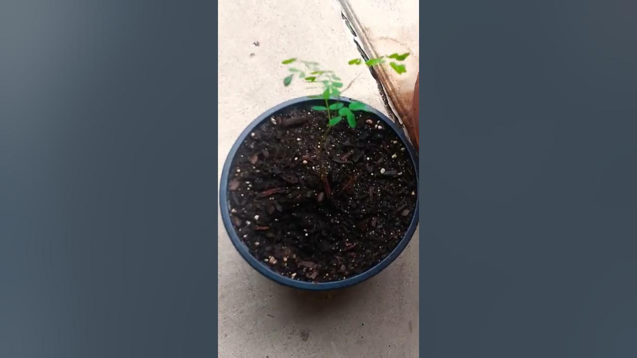 How to Grow Pride Of Barbados plant from SEEDS!! *NO SOAKING* YouTube