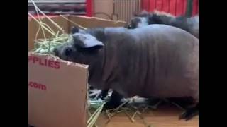 The Donts Of Skinny Pig Care