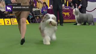 Bearded Collies | Breed Judging 2019