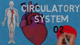 Circulatory System | Definition and Main Components