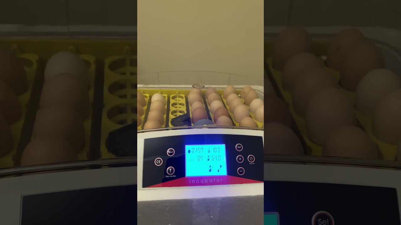 Resetting the day counter on 42 egg incubator