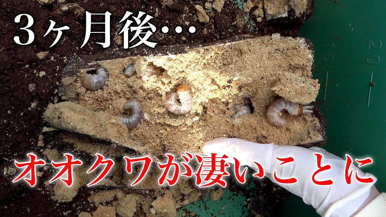 採集したオオクワガタの産卵セットを３ヶ月後に暴いたら....