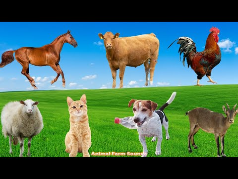 Cute Pets: Chicken,