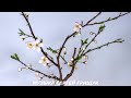 Музыка Для Души МОЯ ВЕСНА Музыка Сергей Грищук Музыка Для Души МОЯ ВЕСНА Музыка Сергей Грищук