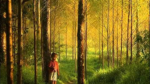 Deep Forest - Forest Hymn