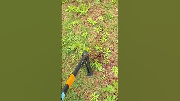 Smart tool for pulling weeds easily #shorts