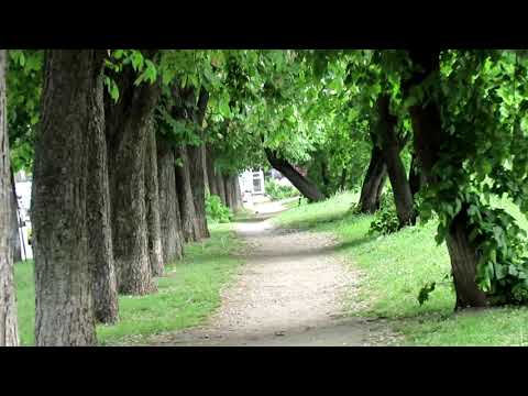 КИІВСЬКИЙ ВАЛЬС Знову цвітуть каштани