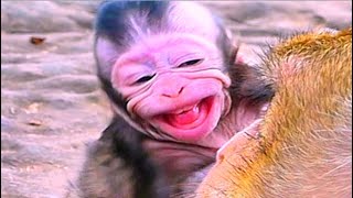 Collection Clips Of Cute Baby Tia Monkey With Queen Mom Monkey | Summary From July 2023