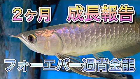総集編 アジアアロワナ 過背金龍 を飼育して3ヶ月以上が経過しました アクアリウム 24 Mp3