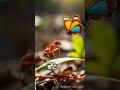 दयालु चींटी की कहानी 🐜 #music #shorts