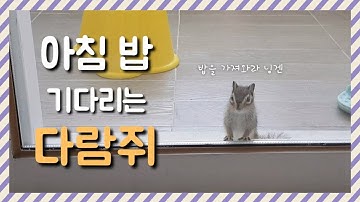 다람쥐를 키우면 매일 아침 볼 수 있는 귀여운모습 / 손다람쥐키우기 / 윤찌다람쥐