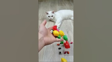 Cat Barsik 🗿🐣🌈 Reverse video #marblerunandmore #cat #reverse