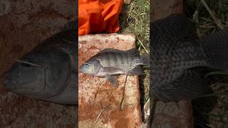 Pesca de Mojarra con anzuelo sacuas