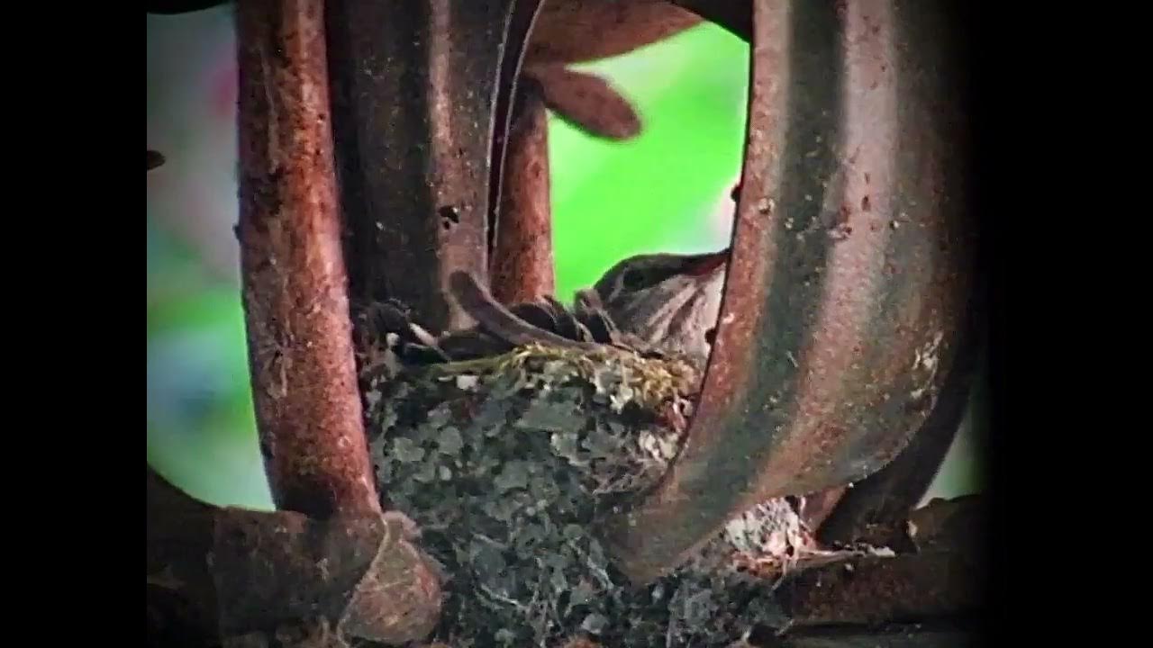 18-day-old-hummingbird-waking-up-youtube