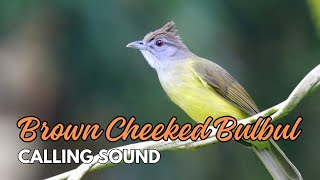 Brown Checked  Bulbul Calling Sound by Nature Voice Channel 103 views 2 months ago 14 minutes, 47 seconds