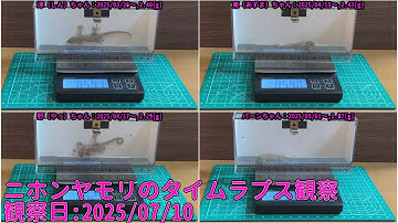 【Memorandum】 2025年07月10日 RPi-Cam-Web-Interfaceを用いたニホンヤモリのTimelapse観察