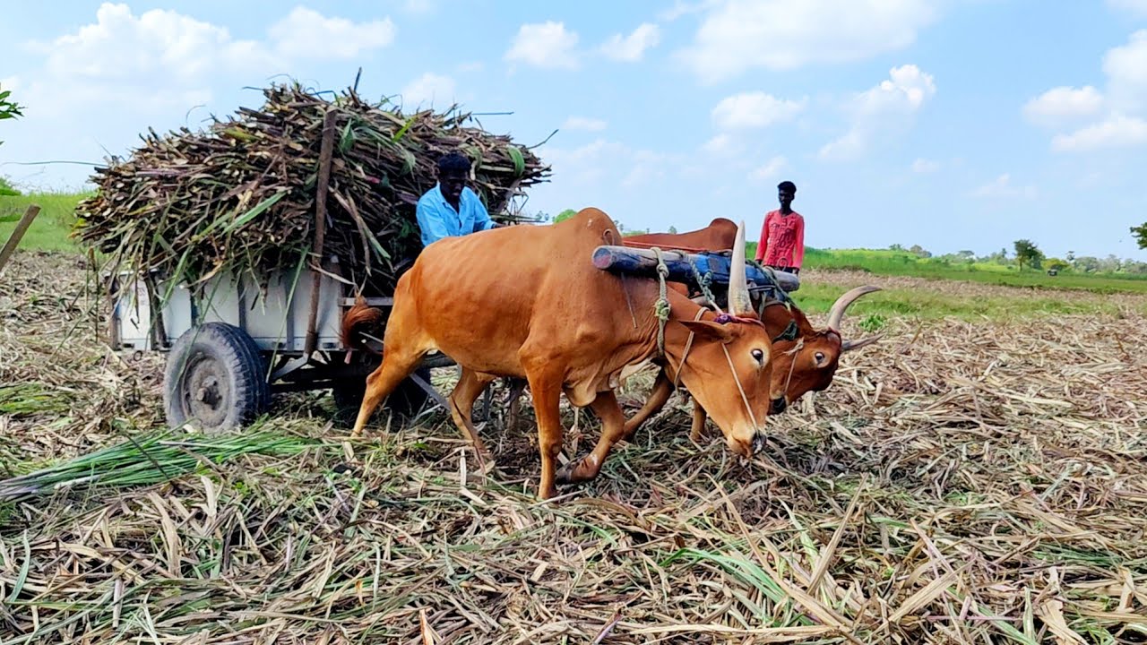 Bullock Cart Mud Stuck in Heavy Loaded Pulling | ox videos