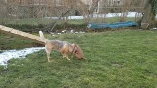 toby in the yard